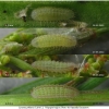 lyc phlaeas larva2 volg